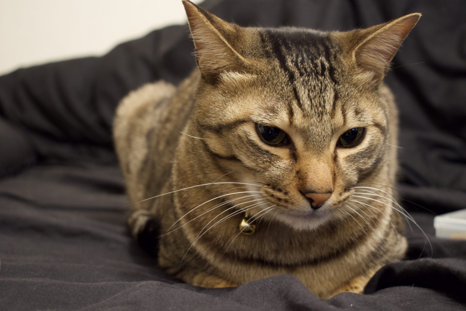 コロナ禍で変わったこと等【20代後半ミュージシャンの例】