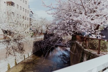 目黒川で桜を撮ってきました